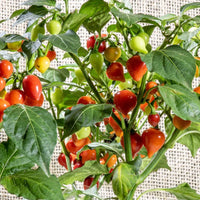 Biquinho Seeds for Home Vegetable Planting