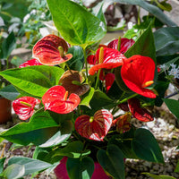 Anthurium Flower seeds for Planting Compact Growth Heirloom & GMO Free Seeds for Home Garden