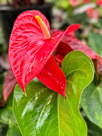 Anthurium Flower seeds for Planting Hardy Variety Heirloom & GMO Free Seeds for Home Garden
 
 Sale