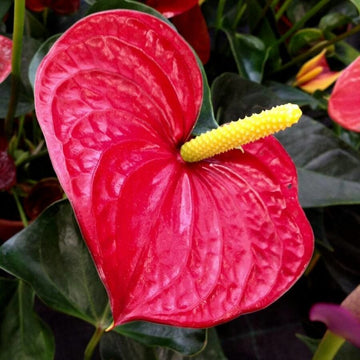 Red Anthurium Linden Araceae Flower Seeds for Planting