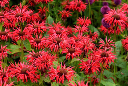 Monarda Flower seeds for Planting Drought Tolerant Heirloom & GMO Free Seeds for Home Garden