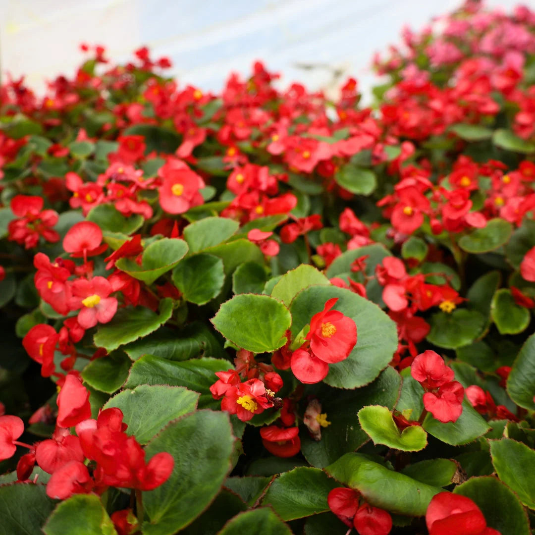 Red Begonia Flower seeds for Planting Vibrant Colors Heirloom & GMO Free Seeds for Home Garden 
 
 Sale