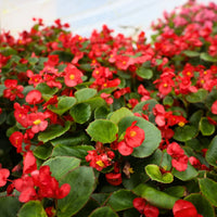 Red Begonia Flower seeds for Planting Vibrant Colors Heirloom & GMO Free Seeds for Home Garden 
 
 Sale
