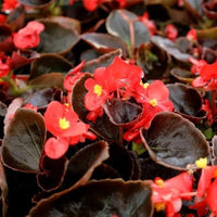 Red Begonia Flower seeds for Planting Vibrant Colors Heirloom & GMO Free Seeds for Home Garden 
 
 Sale