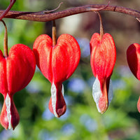 Red Bleeding Heart Flower seeds for Planting - Sun Loving, Heirloom & GMO Free Seeds for Home Garden