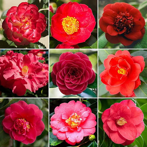 Light Orange Camellia Flower seeds for Planting - Seasonal Bloomer, Heirloom & GMO Free Seeds for Home Garden