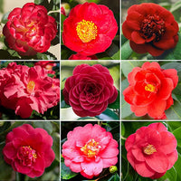 Light Orange Camellia Flower seeds for Planting - Seasonal Bloomer, Heirloom & GMO Free Seeds for Home Garden