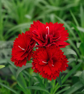 Red Carnation Flower Seeds Hardy Variety Heirloom & GMO Free Seeds for Home Garden
 
 Sale