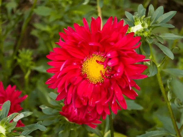 Red Aster Kurenai Callistephus chinensis Seeds for Planting flower bed balcony garden