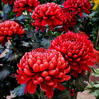 Chrysanthemum Red Flower seeds for Planting - Cut Flower Favorite, Heirloom & GMO Free Seeds for Home Garden