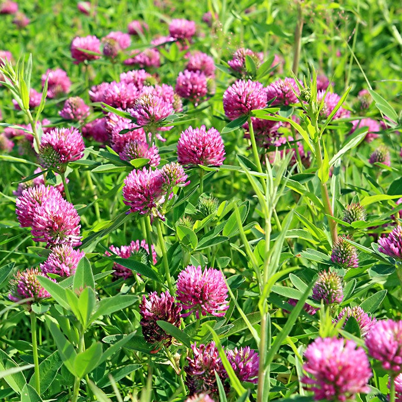 Clover Flower seeds for Planting - Cut Flower Favorite, Heirloom & GMO Free Seeds for Home Garden