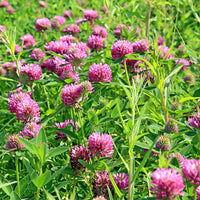 Clover Flower seeds for Planting Pollinator Friendly Heirloom & GMO Free Seeds for Home Garden