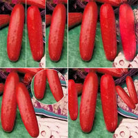 Red cucumber seeds ideal for backyard gardens