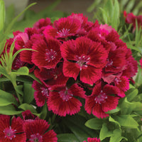 Red Dianthus Caryophyllus Flower Seeds for Planting