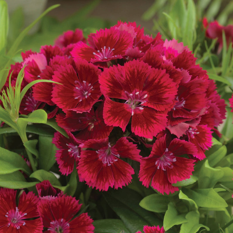 Red Dianthus Caryophyllus Flower Seeds for Planting