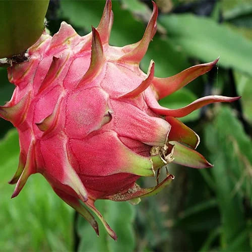 Pink Pitaya Seeds for Planting  Grow Your Own Delicious Dragon Fruit