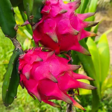 Red Dragon Fruit Seeds for Planting - Grow Tropical Dragon Fruit Plants in Your Garden