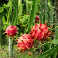 Red Dragon Fruit Seeds for Planting - Grow Tropical Dragon Fruit Plants in Your Garden