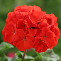 Red Edge Geranium Flower Seeds for Garden Planting