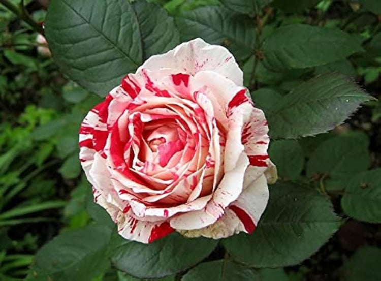 Close-up of Asaka White Red Rose petals