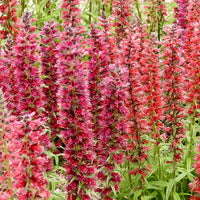 Red Amoenum Flower seeds for Planting Vibrant Colors Heirloom & GMO Free Seeds for Home Garden
 
 Sale