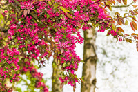 Red Flowering Currant (Ribes sanguineum) seeds for planting