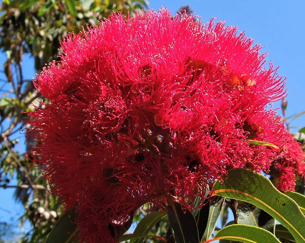 Eucalyptus Flower seeds for Planting Bright Blooms Heirloom & GMO Free Seeds for Home Garden