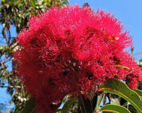 Eucalyptus Flower seeds for Planting Bright Blooms Heirloom & GMO Free Seeds for Home Garden