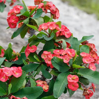 Euphorbia Flower seeds for Planting Low Maintenance Heirloom & GMO Free Seeds for Home Garden