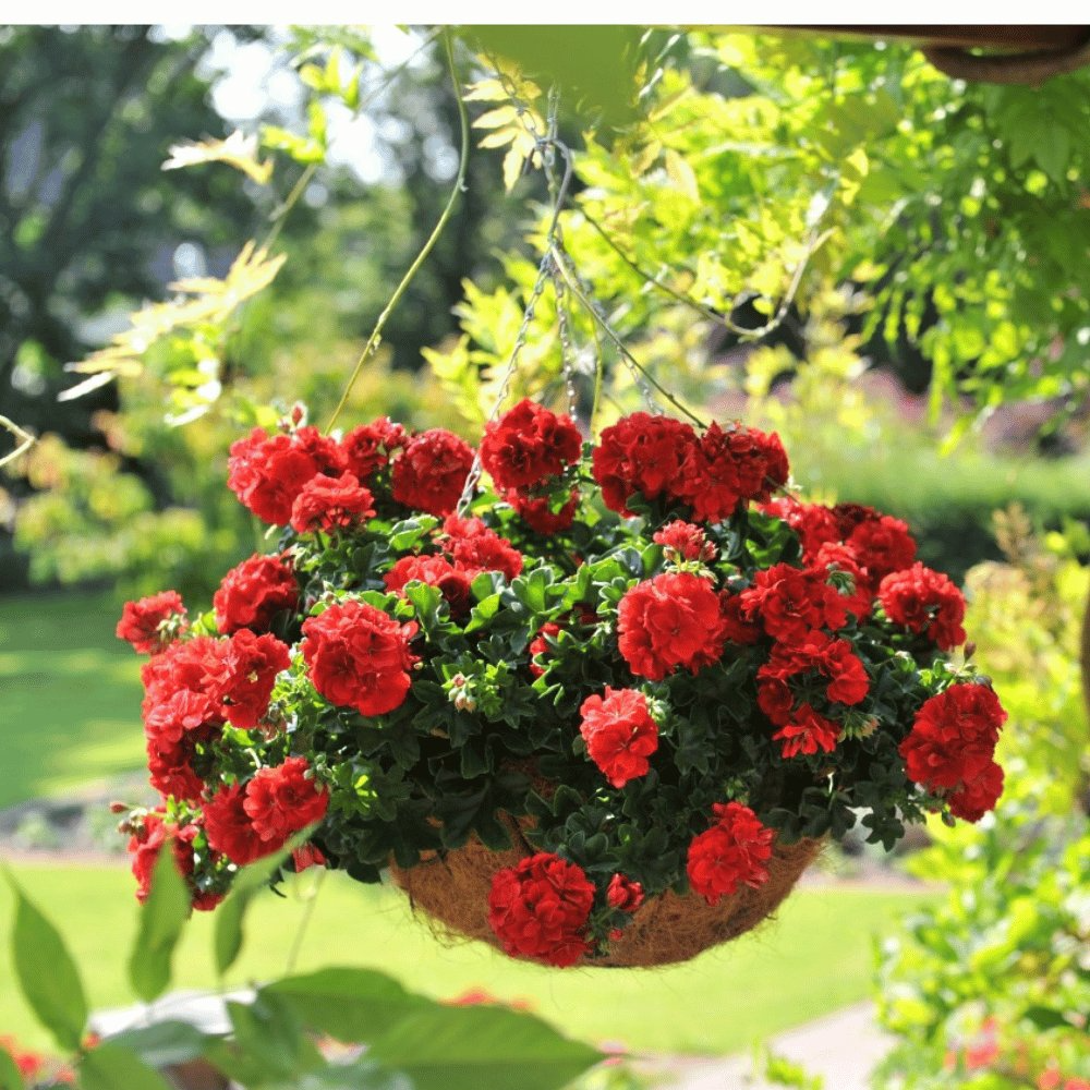 Red Geranium Flower seeds for Planting Premium Quality Heirloom & GMO Free Seeds for Home Garden
 
 Sale