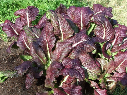 Packet of Red Giant Mustard vegetable seeds
