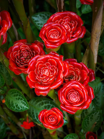 Red Green Torch Ginger Seeds for exotic garden planting