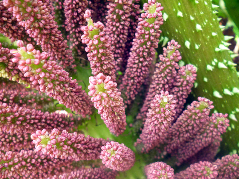 Gunnera Manicata Flower seeds for Planting Shade Tolerant Heirloom & GMO Free Seeds for Home Garden