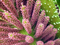 Gunnera Manicata Flower seeds for Planting Shade Tolerant Heirloom & GMO Free Seeds for Home Garden