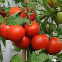 Medium-large red heirloom tomatoes on vine