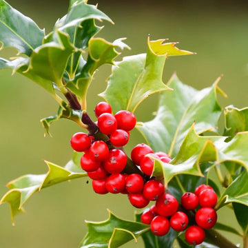 Red Ilex Opaca seeds for planting home gardens