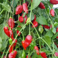 Red Inca tomato seeds for planting high yield variety