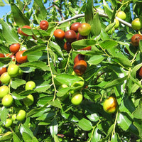 Red jujube seeds for planting sweet Ziziphus fruit trees