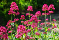 Red Jupiter's Beard Centranthus ruber Growing in Sunny Garden Border