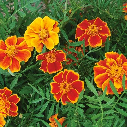 Marigold Red Marietta Flower Planting Seeds - Vibrant Garden Blooms for Colorful Landscapes