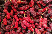 Red mulberry tree seeds growing into fruit-bearing trees in orchard
