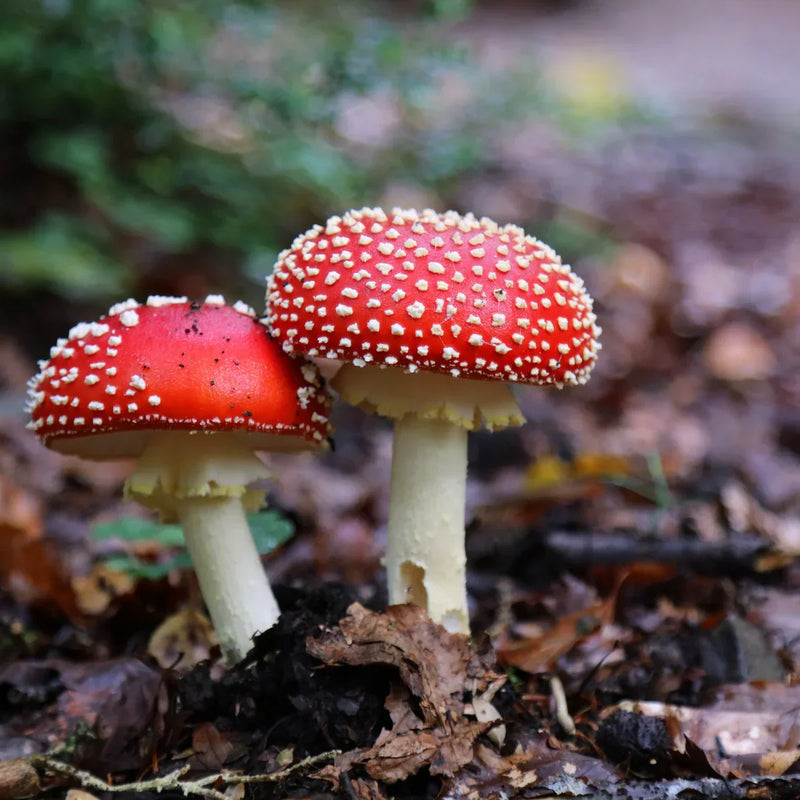 Red mushroom seeds for planting