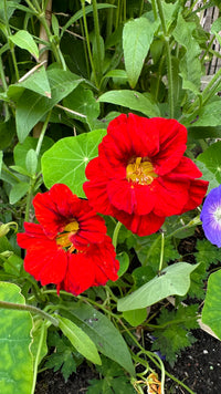 Sturt's Red Flower Seeds for Planting - Vibrant Blooms for Your Garden