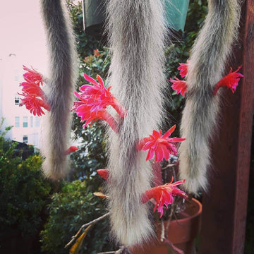 Bright Red Orange Hildewintera Colademononis Flowers