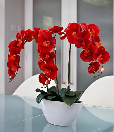 100 Pcs