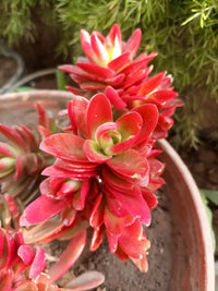 Crassula Flower seeds for Planting - Drought Tolerant, Heirloom & GMO Free Seeds for Home Garden
