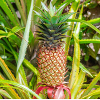 Pineapple Fruit Seeds for Planting