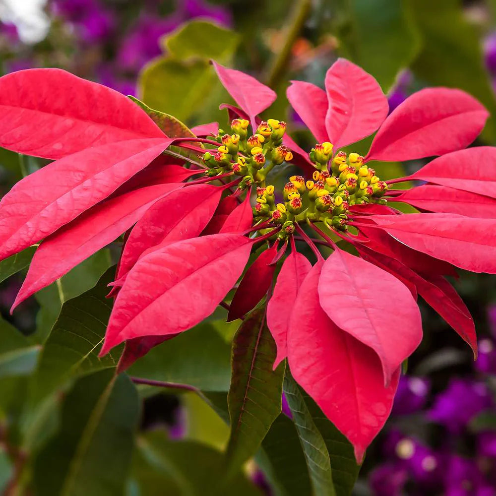 Poinsettia Flower seeds for Planting Premium Quality Heirloom & GMO Free Seeds for Home Garden