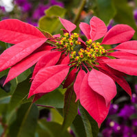 Poinsettia Flower seeds for Planting Premium Quality Heirloom & GMO Free Seeds for Home Garden