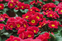 Vibrant Red Primrose Flower Seeds for Easy Planting